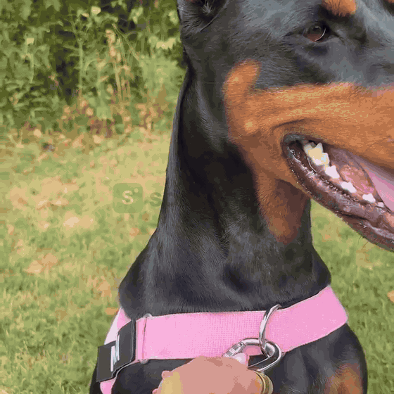 Vika ei ole koirassa. Vika on siinä, missä hihna on kiinni.