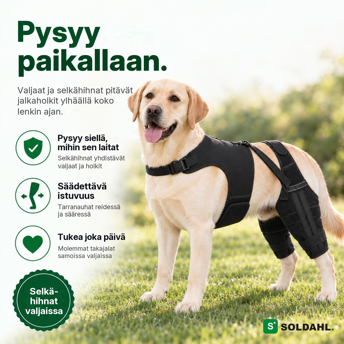 Labradori Lunkrossa, valjaat ja selkähihnat pitävät jalkaholkit ylhäällä