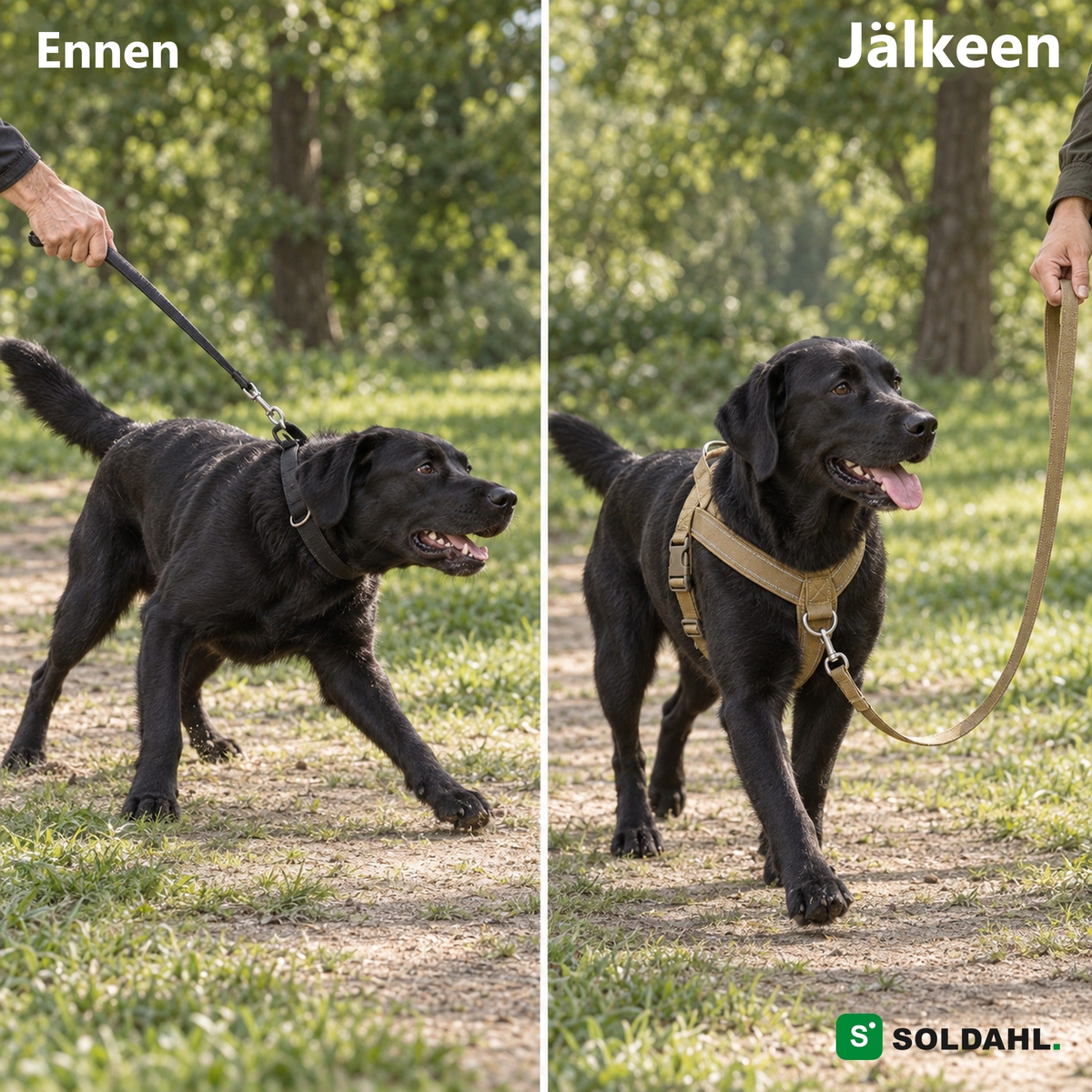 Ennen ja jälkeen: musta labradori vetää kaulapannassa ja kävelee rauhallisesti vetoa estävissä valjaissa