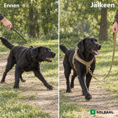 Ennen ja jälkeen: musta labradori vetää kaulapannassa ja kävelee rauhallisesti vetoa estävissä valjaissa