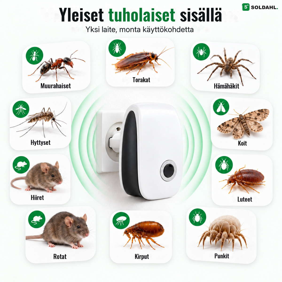 Yleiset tuholaiset sisätiloissa: muurahaiset, hiiret, luteet, hämähäkit ja muut